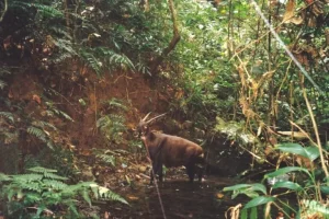 La ricerca sull’Unicorno asiatico rischia il futuro incerto a causa della perdita di finanziamenti