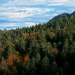 Catania, al Cinema King il documentario “Forest – Il futuro ha radici antiche”