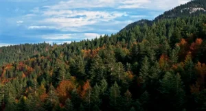 Catania, al Cinema King il documentario “Forest – Il futuro ha radici antiche”