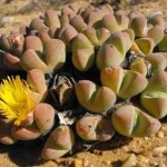 Pianta rara dell’Africa meridionale minacciata dal mining: elenco ufficiale delle specie a rischio.
