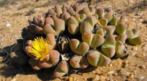 Pianta rara dell’Africa meridionale minacciata dal mining: elenco ufficiale delle specie a rischio.