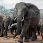 Animali di grandi dimensioni: riserva di carbonio vitale per il clima. Fondamentale salvarli?