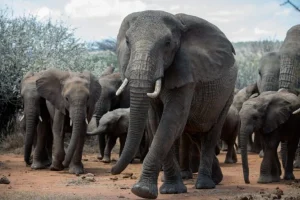 Animali di grandi dimensioni: riserva di carbonio vitale per il clima. Fondamentale salvarli?