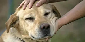 Colorado utilizza cani da terapia dopo spari a scuola: supporto per superare il trauma.