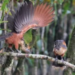 Deforestazione Amazzonia diminuisce del 42% raggiungendo il minimo storico: dati e cifre.