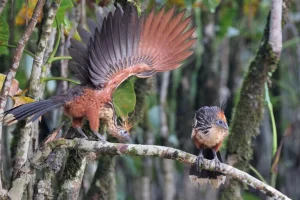 Deforestazione Amazzonia diminuisce del 42% raggiungendo il minimo storico: dati e cifre.