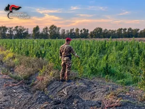Scoperta maxi piantagione di marijuana in Gallura, 4 arresti