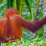 Indonesia minaccia carcere per download non autorizzati di dati forestali: attenzione!