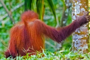 Indonesia minaccia carcere per download non autorizzati di dati forestali: attenzione!