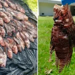 I leoni pesci invasivi raggiungono i più grandi coralli del Brasile. Pescatori locali combattono. 

Titolo: “Pesci leoni invasivi minacciano i coralli del Brasile: pescatori in azione”