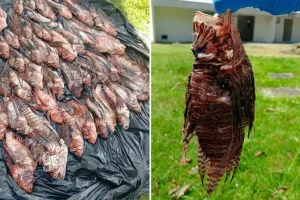I leoni pesci invasivi raggiungono i più grandi coralli del Brasile. Pescatori locali combattono. 

Titolo: “Pesci leoni invasivi minacciano i coralli del Brasile: pescatori in azione”