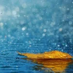 Perché dopo un temporale il profumo della terra è così intenso? La scienza del “profumo di pioggia”