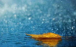 Perché dopo un temporale il profumo della terra è così intenso? La scienza del “profumo di pioggia”