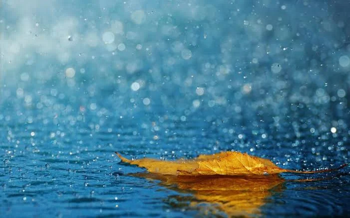 Perché dopo un temporale il profumo della terra è così intenso? La scienza del “profumo di pioggia”