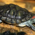 Impatti ambientali delle specie invasive più severi nel Global South, risultato di uno studio.