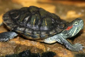 Impatti ambientali delle specie invasive più severi nel Global South, risultato di uno studio.