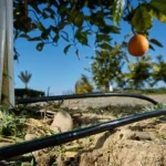 Sicilia, risparmiare acqua è la nuova sfida green: dall’irrigazione intelligente al recupero delle risorse